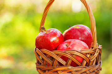 Organic apples in basket in summer grass. Fresh apples in nature