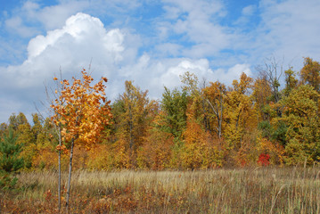 Autumn landscape View 6