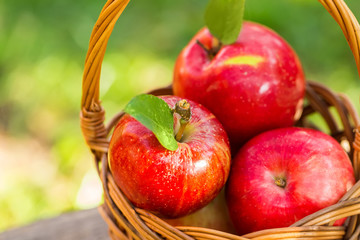 Organic apples in basket in summer grass. Fresh apples in nature
