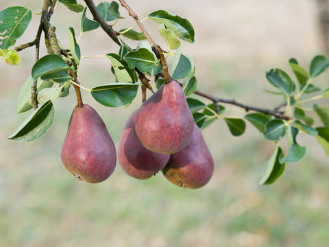 Branch with ripe red pears on a tree