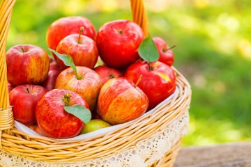 Naklejka na ściany i meble Organic apples in basket in summer grass. Fresh apples in nature