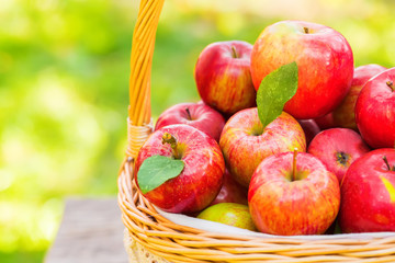Organic apples in basket in summer grass. Fresh apples in nature