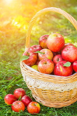 Organic apples in basket in summer grass. Fresh apples in nature