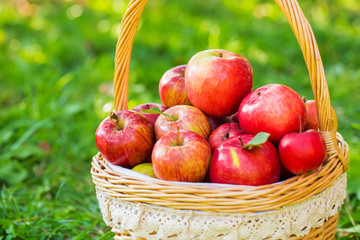 Organic apples in basket in summer grass. Fresh apples in nature