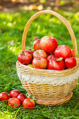 Organic apples in basket in summer grass. Fresh apples in nature