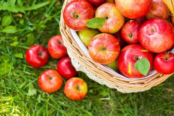 Organic apples in basket in summer grass. Fresh apples in nature