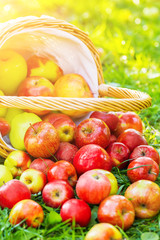 Organic apples in basket in summer grass. Fresh apples in nature