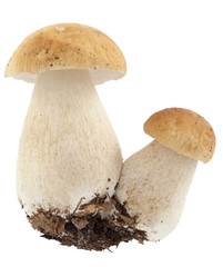 boletus mushroom