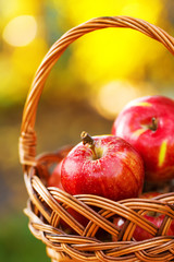 Organic apples in basket in summer grass. Fresh apples in nature