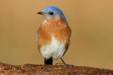 Male Eastern Bluebird