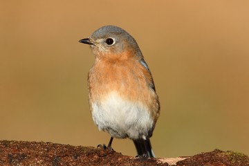 Female Eastern Bluebird