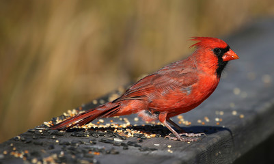 Feeding Cardinal