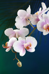 Fototapeta premium Orchid flowers on dark colorful background