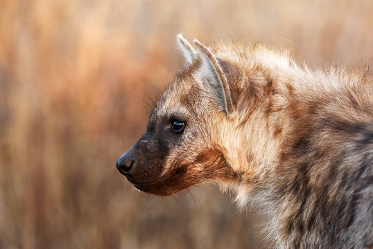 Hyena Cub Portrait