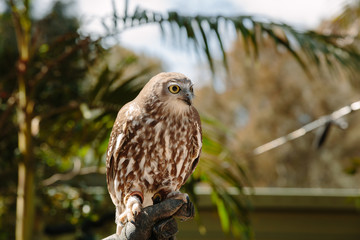 Barking owl at Currumbin Wildlife Park, Qld, Australia