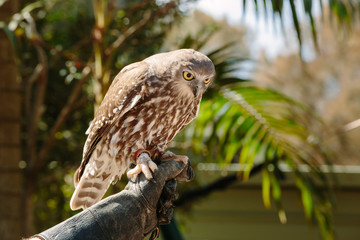 Barking owl at Currumbin Wildlife Park, Qld, Australia