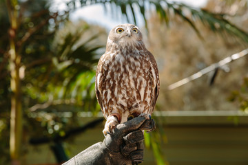 Barking owl at Currumbin Wildlife Park, Qld, Australia