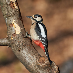 Great spotted woodpecker