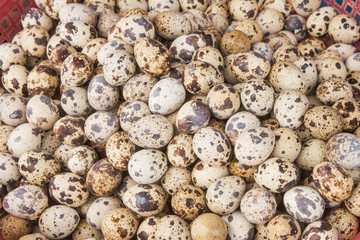 Obraz premium Quail egg