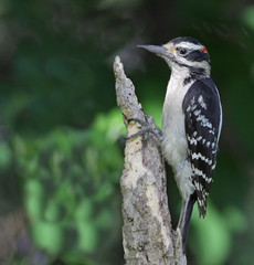 Perched Hairy Woodpecker