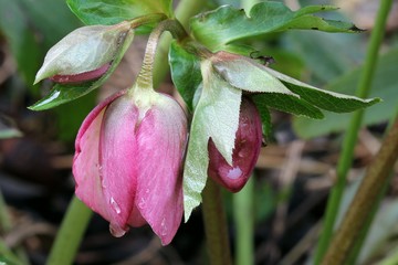 Hellebore
