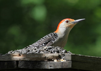 Red-bellied Woodpecker