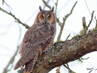 Long-eared Owl Perched on a Branch