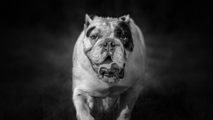 English bulldog black and white portrait