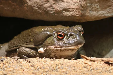 Crédence de cuisine en verre imprimé Grenouille Colorado River toad Incilius Bufo alvarius