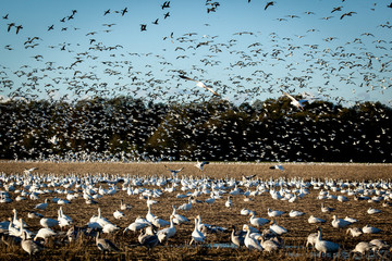 Snowgeese Flying In
