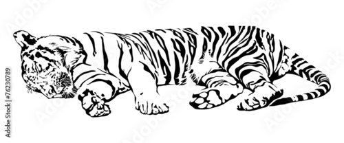 "Sleeping Tiger." Stock image and royalty-free vector files on Fotolia