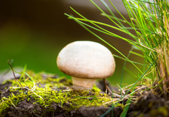 Fresh mushroom in nature
