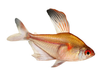 Bleeding Heart Tetra white background