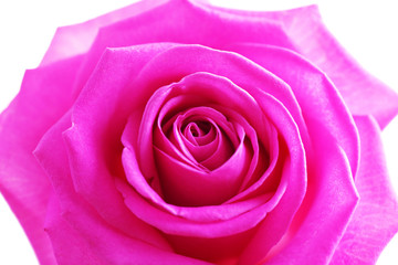 Beautiful pink rose close-up