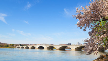 Arlington Memorial Bridge during cherry blossom in Washington DC © avmedved
