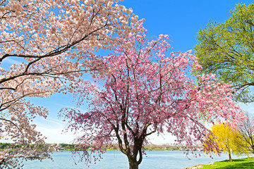 Peak of cherry blossom in Washington, DC. © avmedved