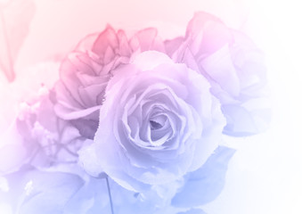Fototapeta premium rose
