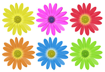 Obraz premium Colourful flowers