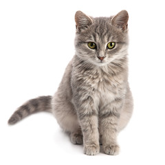Gray cat sitting