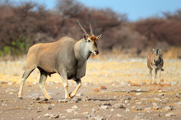 Eland antelope, Etosha National Park