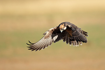 Lanner falcon (Falco biarmicus) landing
