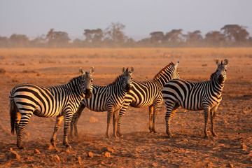 Fototapeta na wymiar Plains Zebras, Amboseli National Park