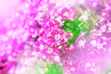 Pink flower scene