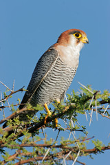 Rednecked falcon, Etosha National Park