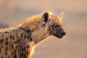 Crédence de cuisine en verre imprimé Hyène Portrait d& 39 hyène tachetée, parc national d& 39 Etosha
