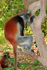 Zanzibar red colobus monkey, Jozani forest