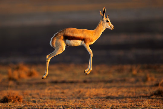 Gazelle Running Images – Browse 3,277 Stock Photos, Vectors, and Video |  Adobe Stock
