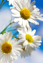 spring in garden - flowers - white daisy