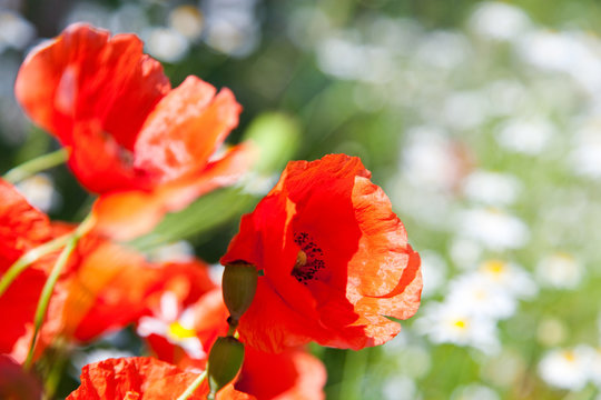 spring in garden - flowers - red poppy