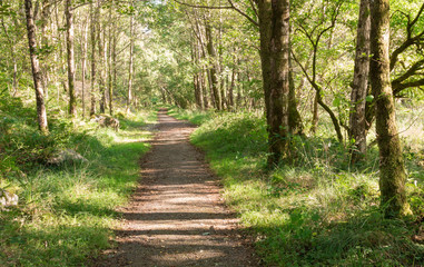 Obraz premium Scottish Forest Path